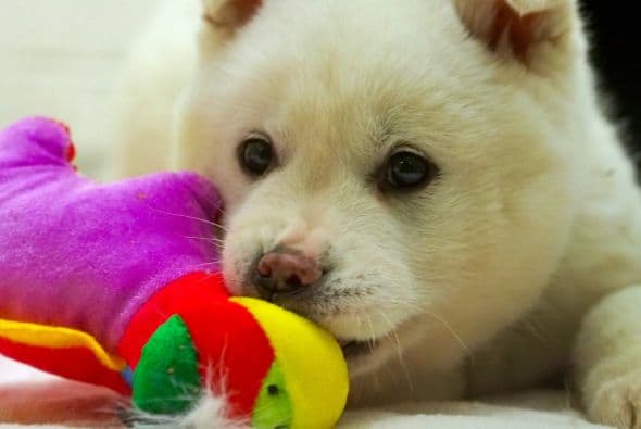 HSI espera replicar este éxito con más frecuencia.