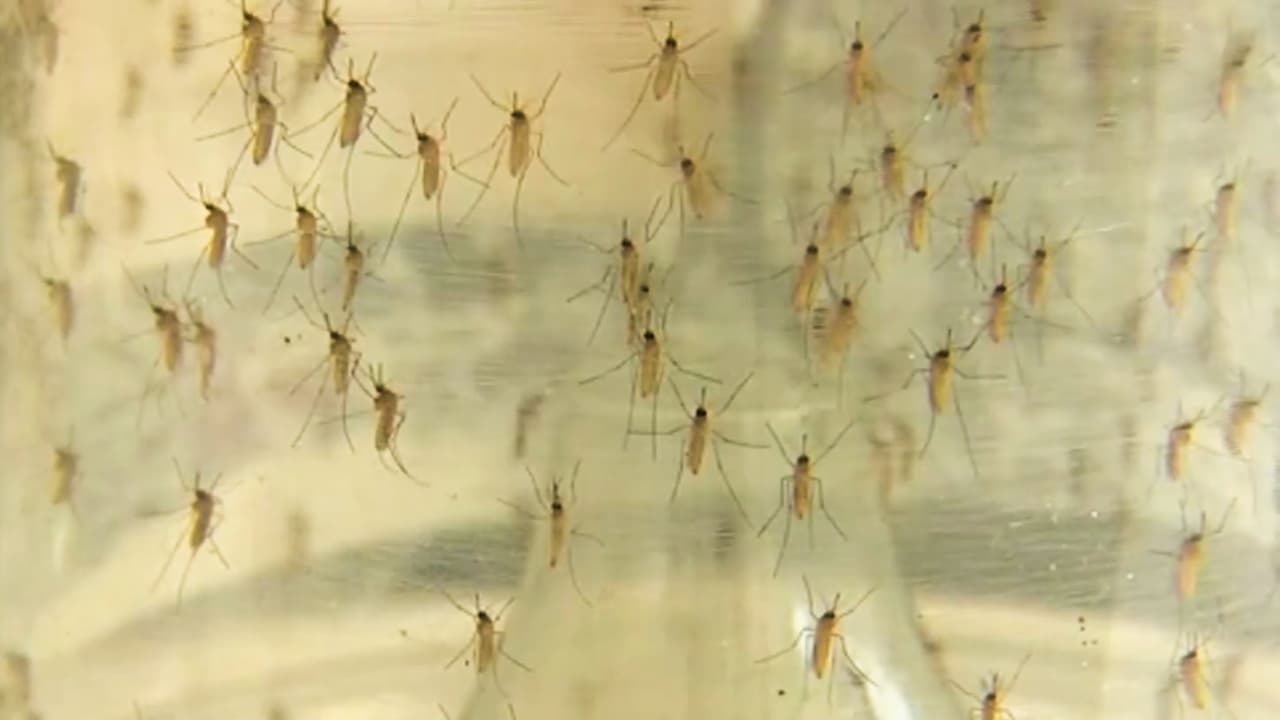Alerta en Florida por aumento de casos de dengue: Miami-Dade es el segundo condado con más reportes