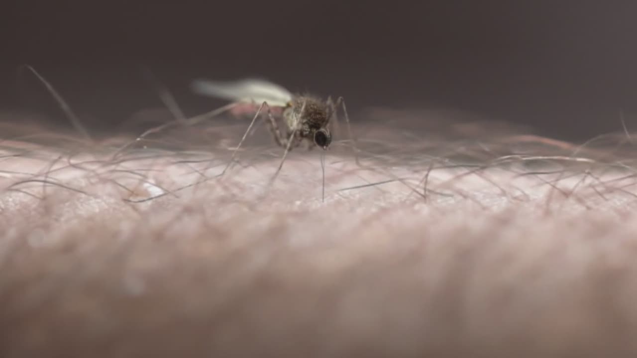 ¿Cómo influye el cambio climático en la presencia de mosquitos y garrapatas en Carolina del Norte?