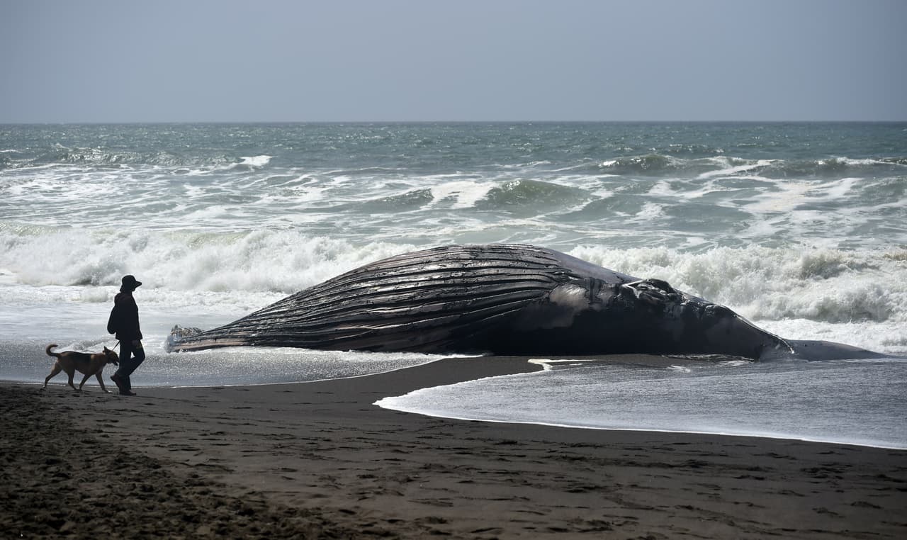 Expertos recomiendan no tocar manatíes o cetáceos varados tras el huracán Irma