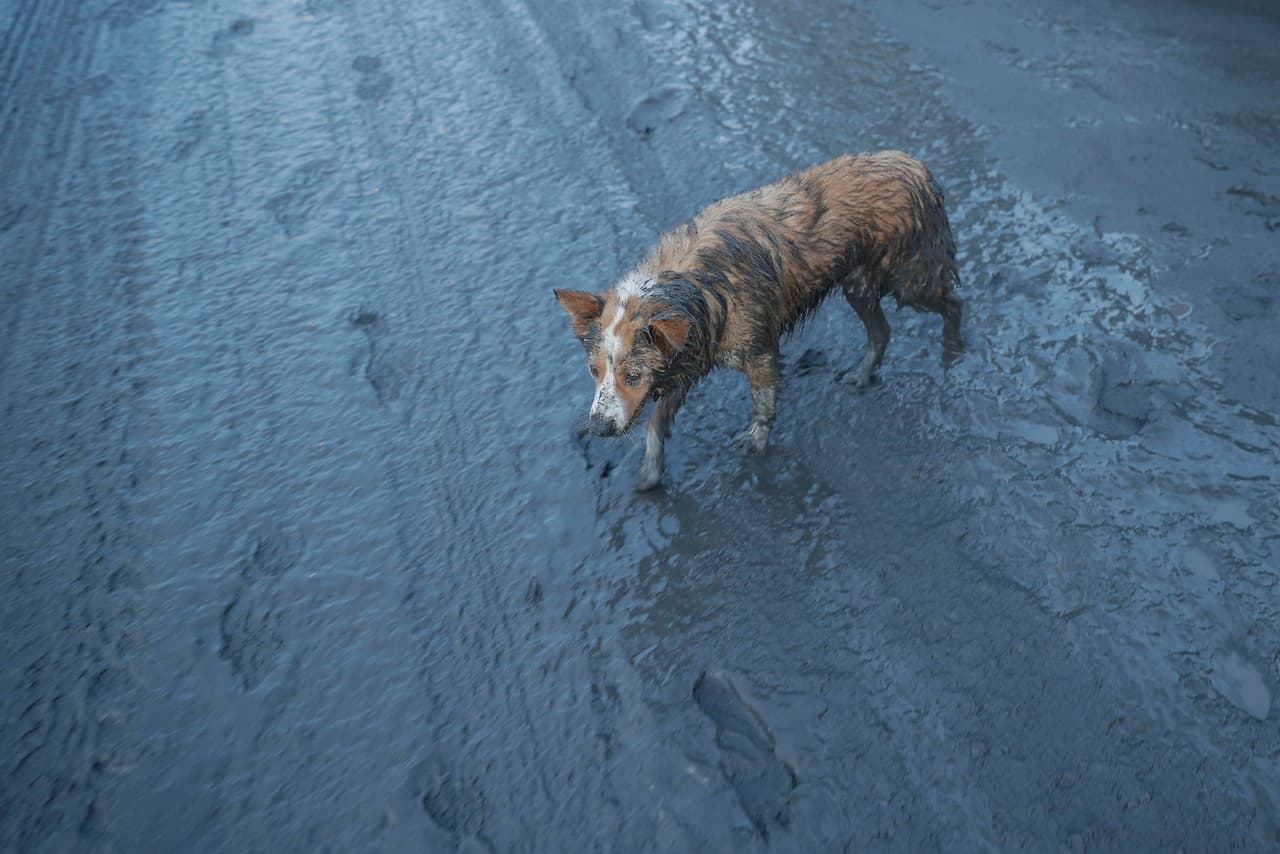 “Tenemos un problema, nuestra gente entra en pánico por el volcán ya que quieren rescatar sus cerdos y rebaños de vacas”, dijo el alcalde del poblado de Balete, Wilson Maralit, a una radio local. En la imagen, un perro cubierto de cenizas provenientes del Taal.