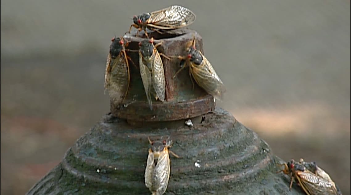 Tras 17 años bajo tierra, millones de cigarras "invaden" partes de Estados Unidos