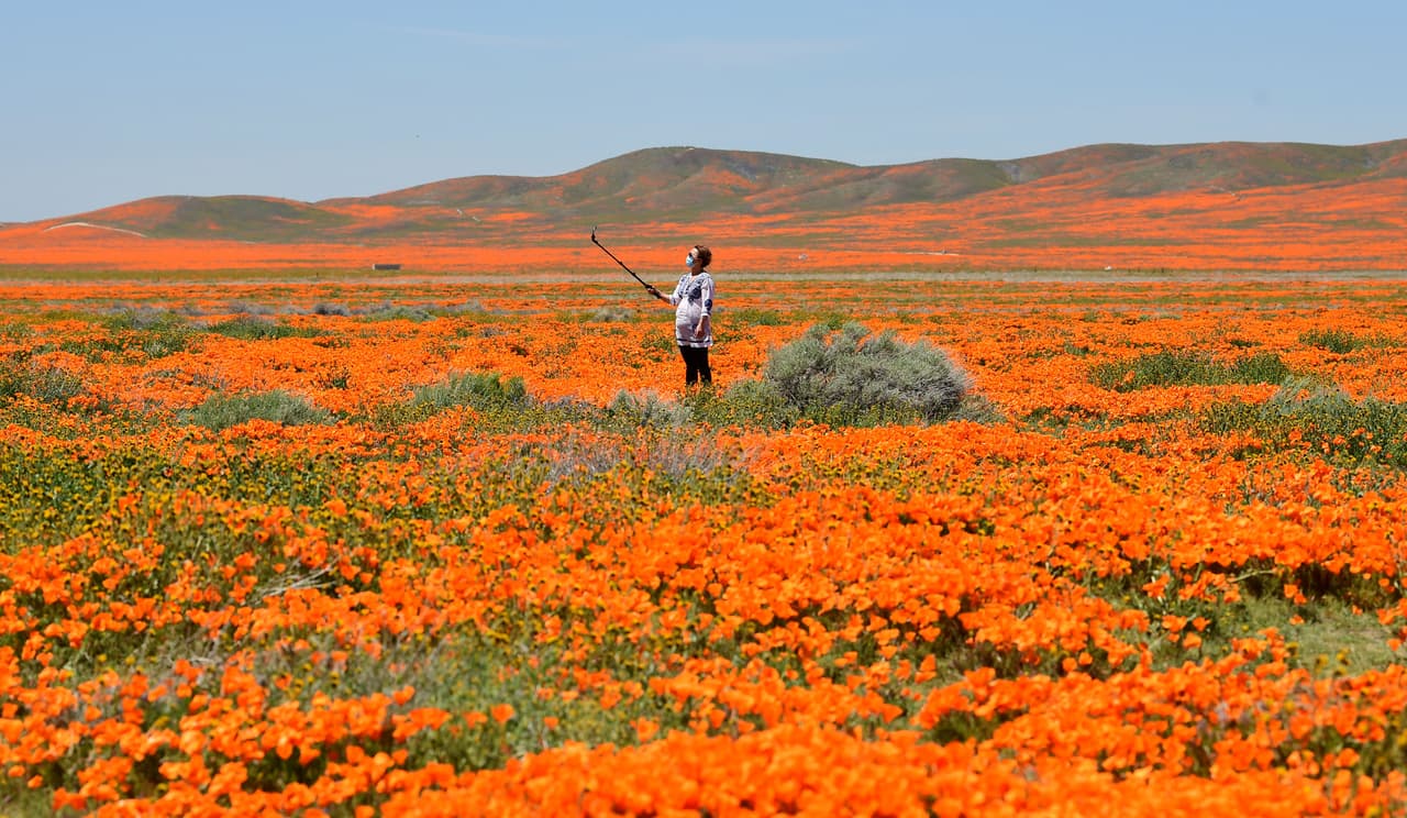 Una mujer con una máscara para protegerse del coronavirus se toma un selfie en la reserva de amapolas a mediados de abril. Los expertos estiman que las considerables lluvias que cayeron desde marzo al sur de California pudieron haber impulsado una floración más grande de lo habitual y más larga.
<br>