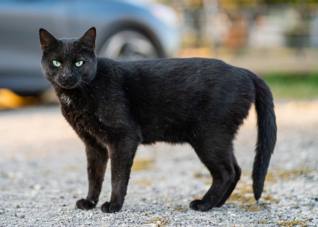 Alerta por casos de rabia en el condado Hillsborough