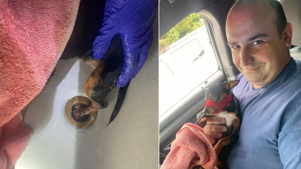 Familia de Nueva York se lleva un gran susto cuando su cachorro quedó atrapado en la bañera 