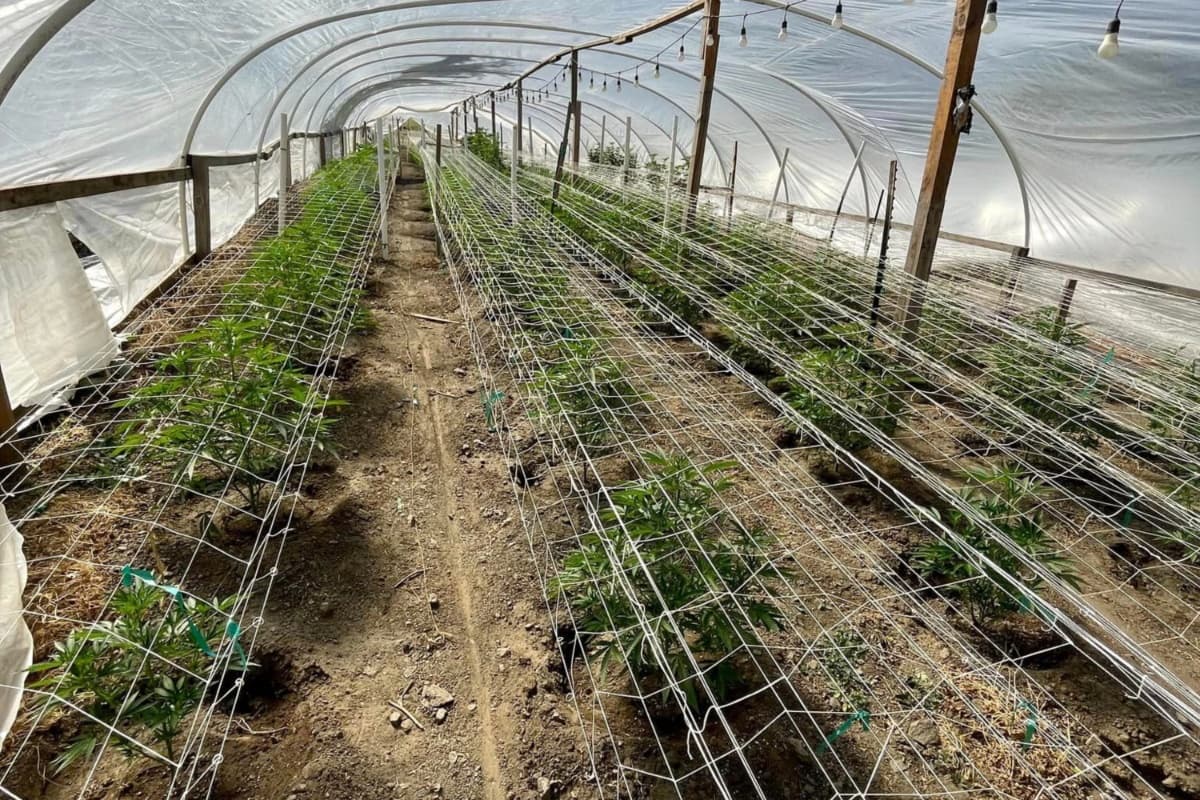 Los agentes descubrieron 607 plantas de marihuana, además de una pistola, municiones y el material con el que cultivaban la droga.