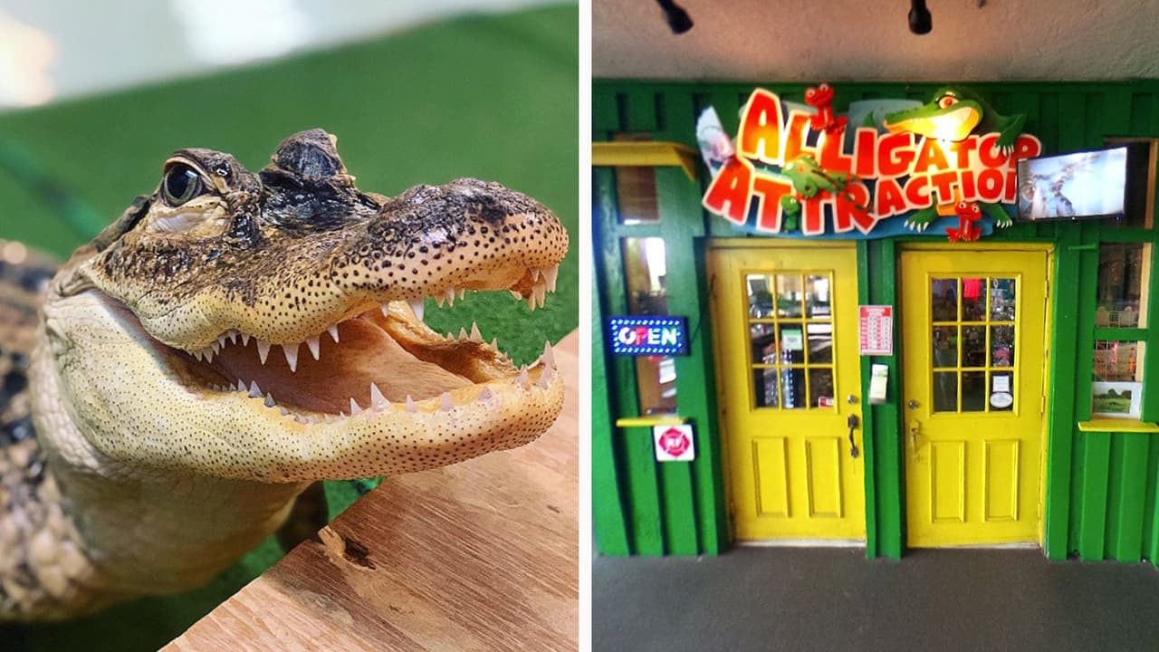 Incendio mata a casi todos los animales de un centro de vida silvestre en Florida