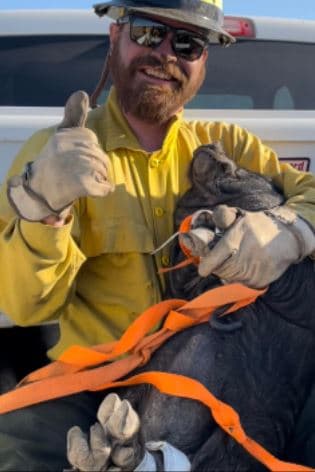 En medio de la tragedia, un bombero identificado como 
<b>Erik Jackson</b>, informó que logró el rescate de un 
<b>pequeño cerdito</b>.