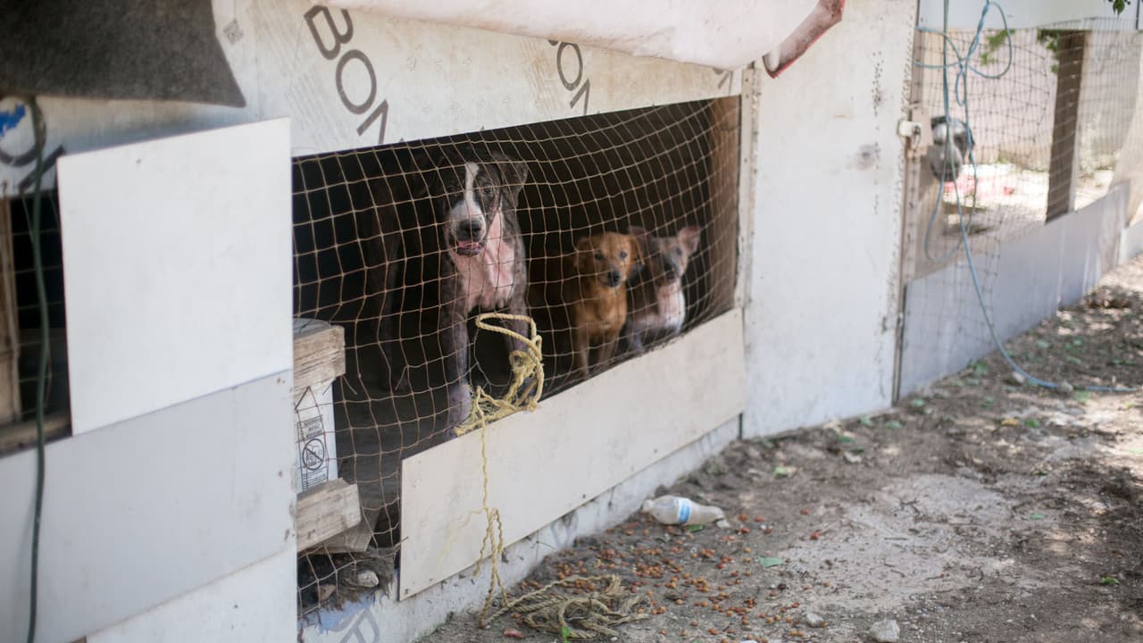 Los animales están a salvo y bajo la protección de los especialistas. El dueño del lugar estaba colaborando con las autoridades.