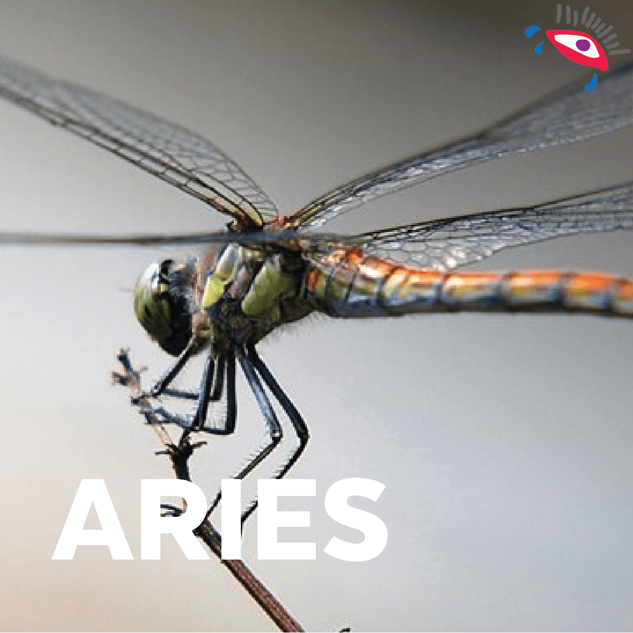 Siempre has sido muy ágil y rápido al momento de resolver los problemas de tu vida cotidiana, eres en general una persona muy acelerada, por eso reencarnarás en una bella libélula.