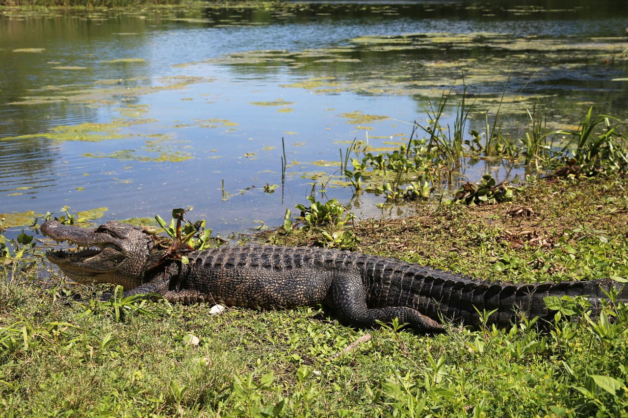 El parque Brazos Bend, conocido por sus grandes pantanos repletos de caimanes, queda al suroeste de Houston.
<br>Dirección: 21901 FM 762 Needville, TX 77461.