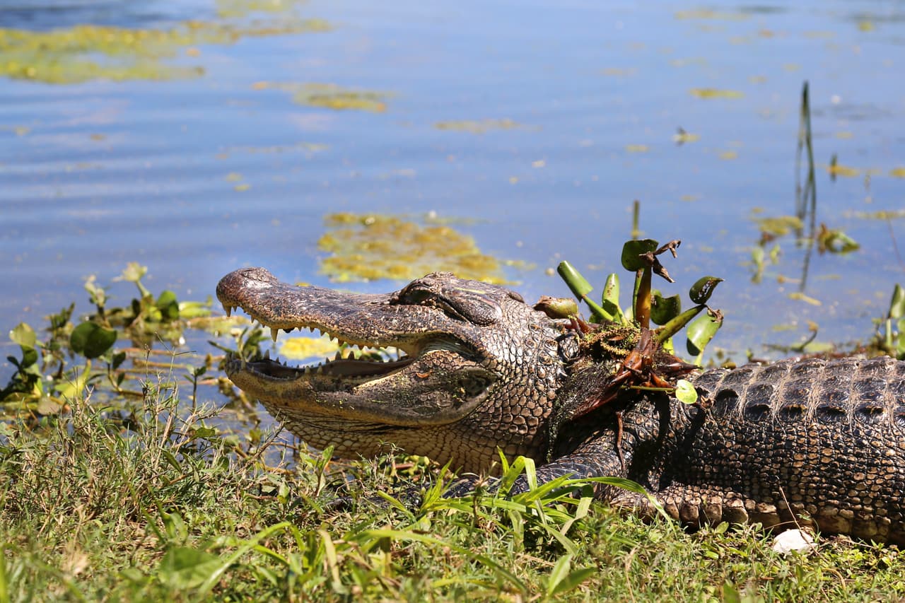 Los visitantes del parque pueden observar de cerca a los caimanes en su hábitat natural, a través de senderos que rodean los pantanos.