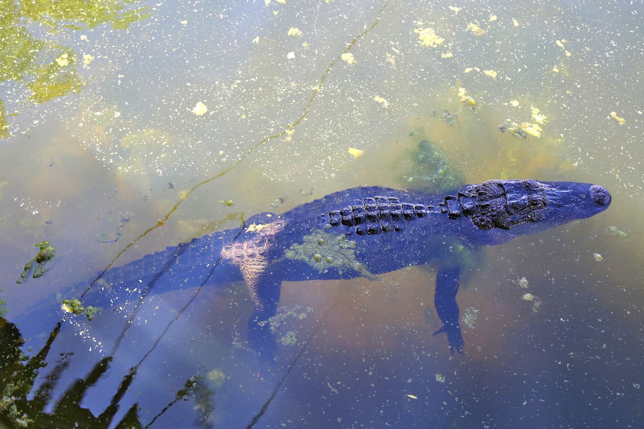 Se recomienda que si estás pescando y un caimán se aproxima a tu caña o a los peces que has capturado, debes alejarse con cuidado.