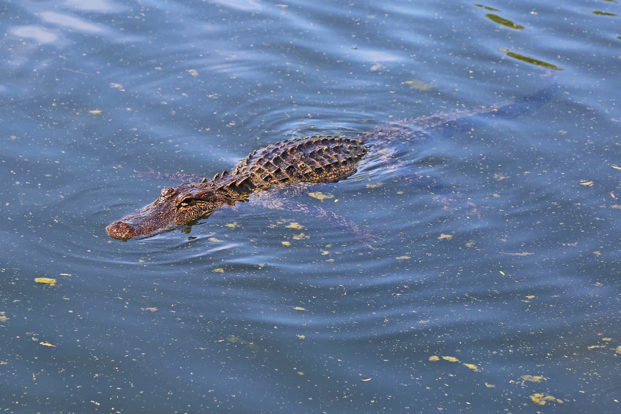 Si estás pescando en un lugar donde hay caimanes, no dejes los pescados a la vista, pónlos dentro de un balde. Si dejas los pescados expuestos puedes atraer a los caimanes.