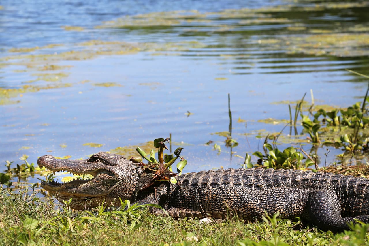 Los caimanes se movilizan por las orillas de los pantanos y a veces cruzan los senderos peatonales, por lo que representantes del parque recomiendan mantener una distancia de al menos 30 pies.