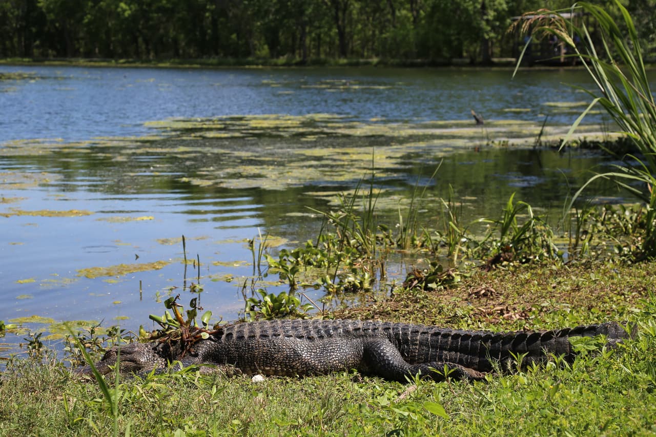 Aunque los caimanes parecen ser calmados y muy lentos, en realidad son muy rápidos ágiles. No se confíe y cuide que sus niños no acerquen demasiado.