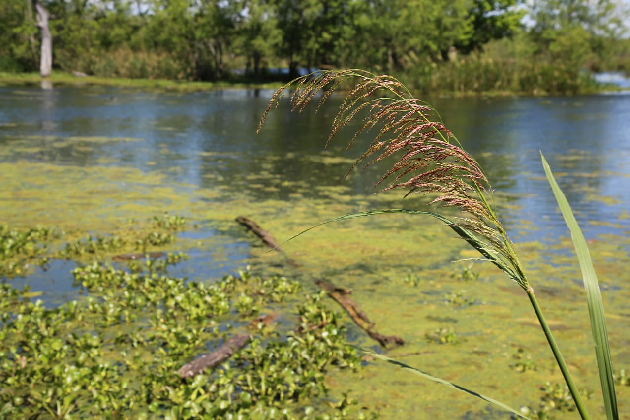 Recuerda que los pantanos del parque Brazos Bend son el hábitat de diversas especies. Evita arrojar basuras o comida.