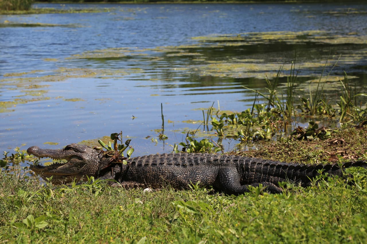 Si estás cerca de un caimán y escuchas que empieza a producir un sonido parecido a un silbido, aléjate muy despacio. Esa es una señal de que podría atacar.