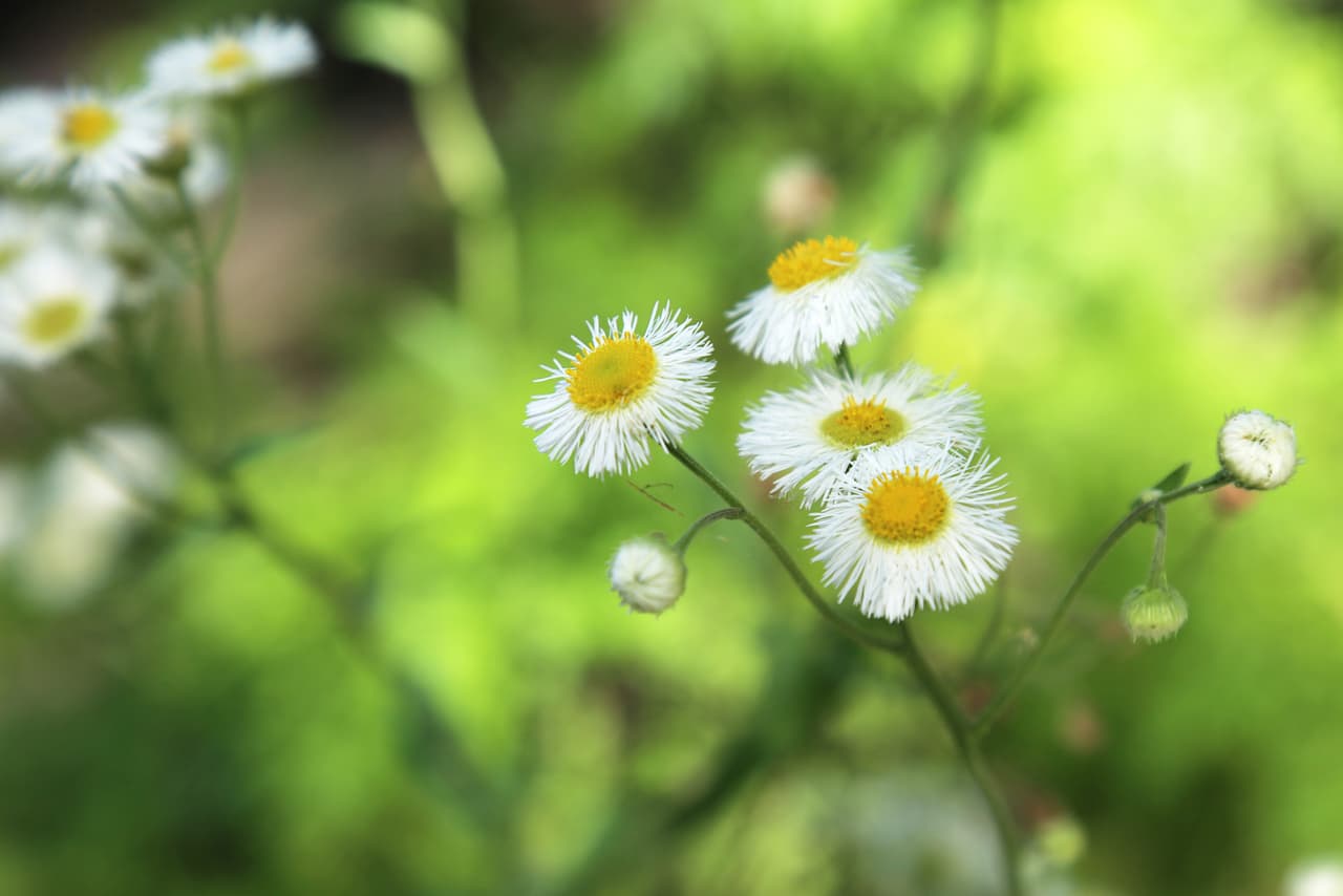 Las diminutas "Daysies" abundan en las malezas del parque Brazos Bend.