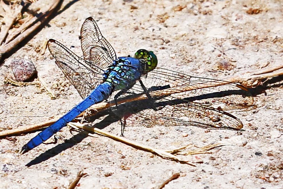 Este tipo de libélula verde y azul, conocida como zurcidor (junius de Anax), es muy común en el parque Brazos Bend.