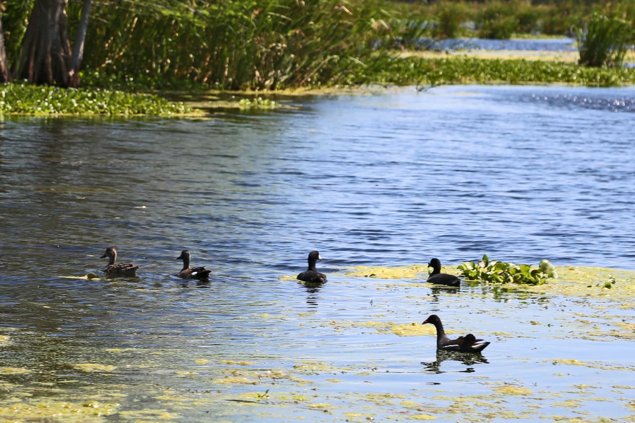 Varias especies de patos viven en los pantanos del parque Brazos Bend. Los que se observan en la foto se conocen en inglés como Mottled Ducks.