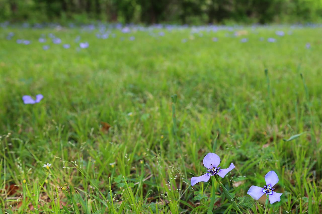 Durante la primavera es muy común que los verdes campos se pinten de violeta con cientos de flores silvestres conocidas en inglés como prairie nymph.