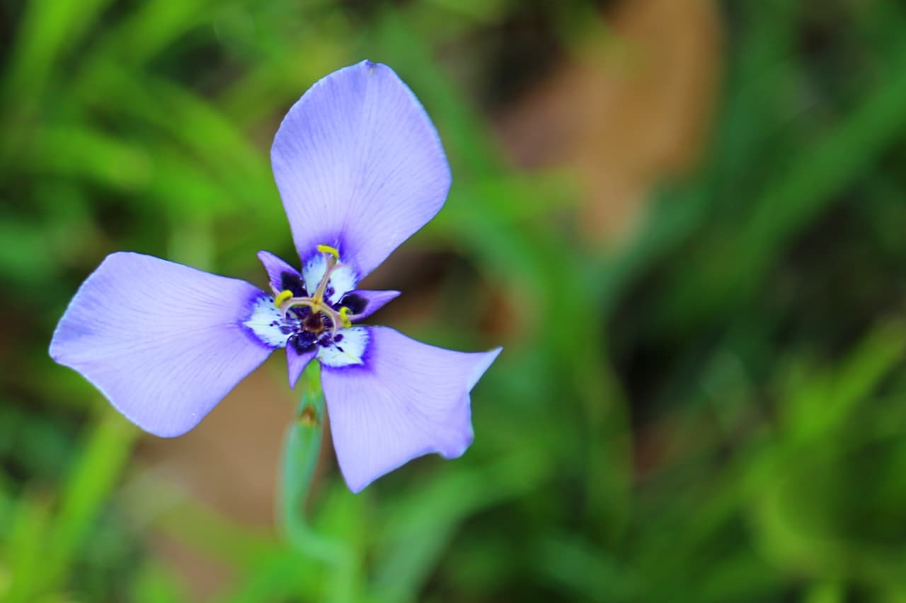 Así se ven de cerca las llamadas "prairie nymph", una de las flores silvestres más comunes durante la primavera en el parque Brazos Bend.