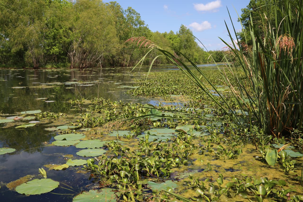 Los pantanos del parque Brazos Bend lucen hermosos y tranquilos, pero recuerda que este es el hábitat de los caimanes. No te sumerjas en ellos.