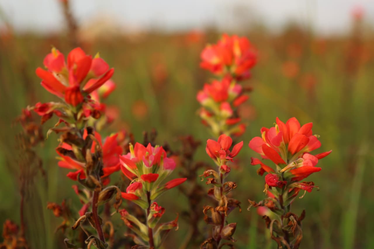 Esta flor silvestre conocida en inglés como Indian Paintbrush es muy común en las malezas y pastizales del parque Brazos Bend.