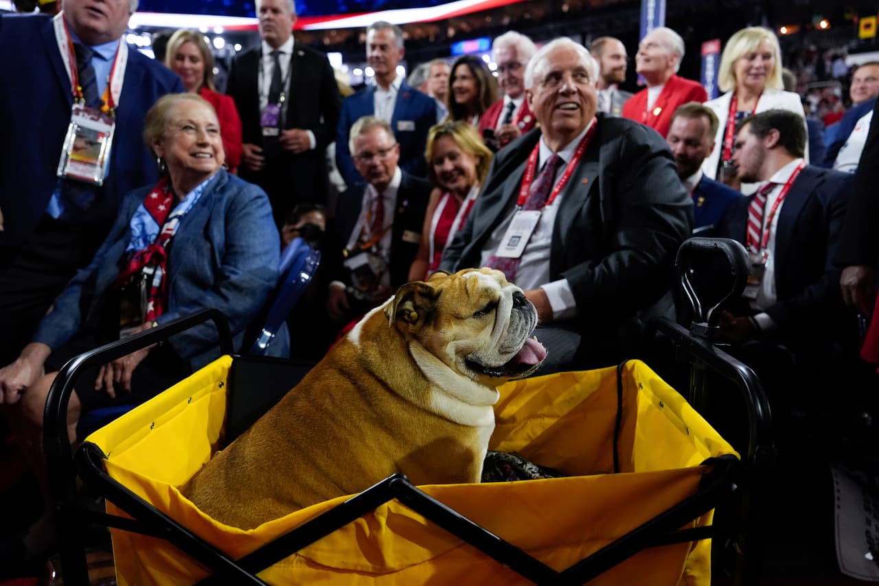 'Babydog' fue fotografiada y mimada por los republicanos durante el evento.
<b> "¡Disfruté mucho conocerlos en la Convención Nacional Republicana! ¡Gracias por las golosinas, las caricias y todas las fotos!"</b>, publicó la perrita en su cuenta de X.
