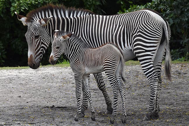 Pero en la naturaleza su vida sería de mucho menos años.