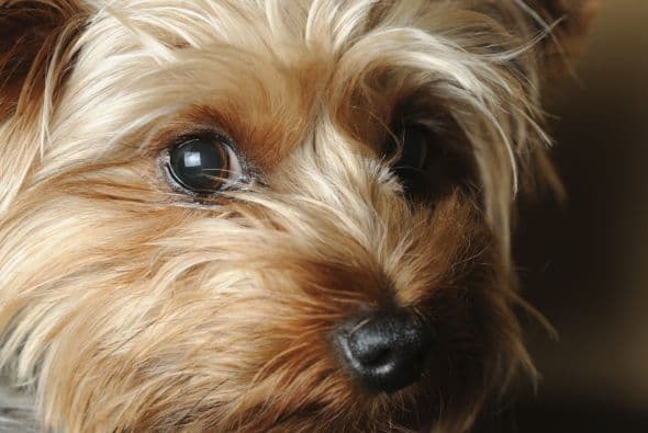 Yorkshire terrier. No te dejes engañar por estos perritos pendencieros. Aunque parecen inofensivos, sus ancestros eran utilizados para cazar ratas.