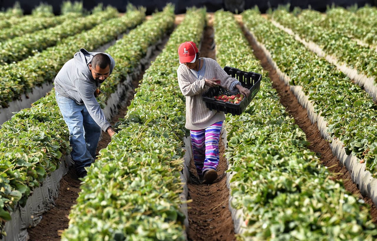 Agricultores presionarán a Trump por una reforma migratoria que garantice la contratación de trabajadores en el campo
