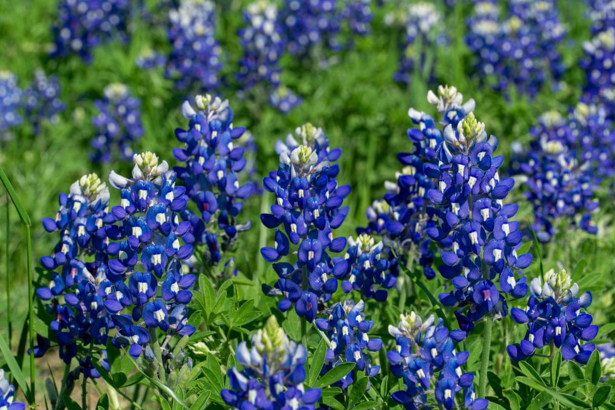 En la ciudad de Plano hay otro sendero de bluebonnets en donde puedes correr desde la autopista central hasta la calle Midway. 
<a href="https://www.plano.gov/1405/Bluebonnet-Trail-Greenbelt" target="_blank">Aquí pueden ver el mapa de los senderos.</a>
