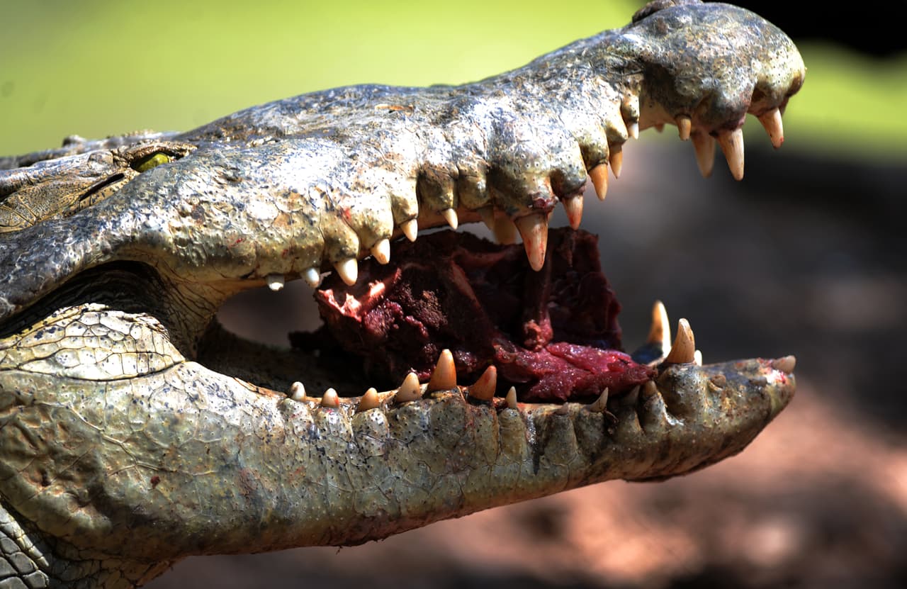 Los cocodrilos reemplazan sus
<b> dientes</b> de forma continua durante toda su vida. Si pudiéramos hacer una radiografía de la boca de un cocodrilo podríamos ver hasta 5 dientes en distintas etapas de crecimiento. El animal los cambia de 2 a 3 veces al año, aunque no estén dañados. A lo largo de su vida pueden llegar a tener hasta 3,000 dientes. ¿Qué característica tan peculiar? Sería ventajoso para nosotros los humanos poder hacerlo. Imagínense, tendríamos dientes toda la vida y quizás no necesitáramos un dentista.