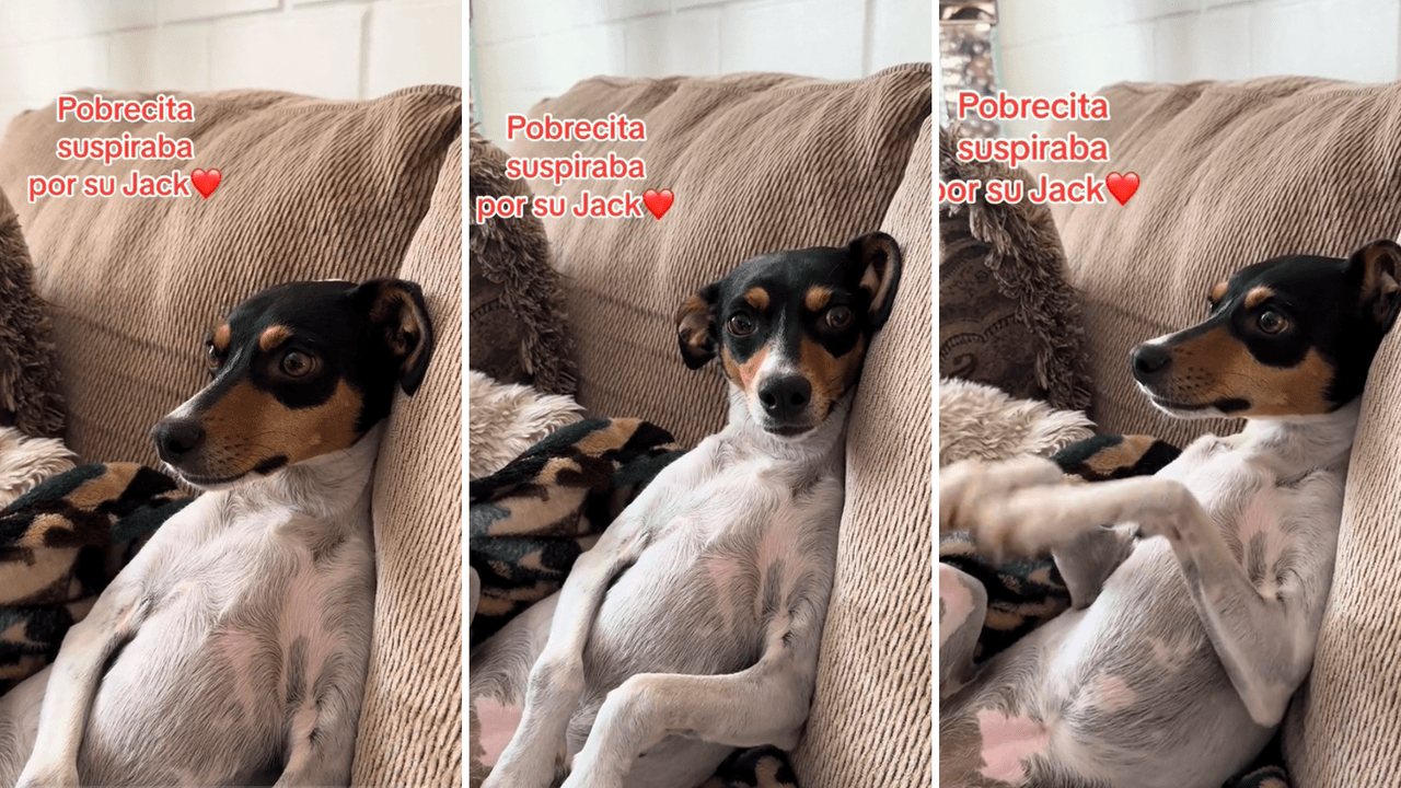 Perrita mira la película ‘Titanic’ y su reacción se hace viral en TikTok.