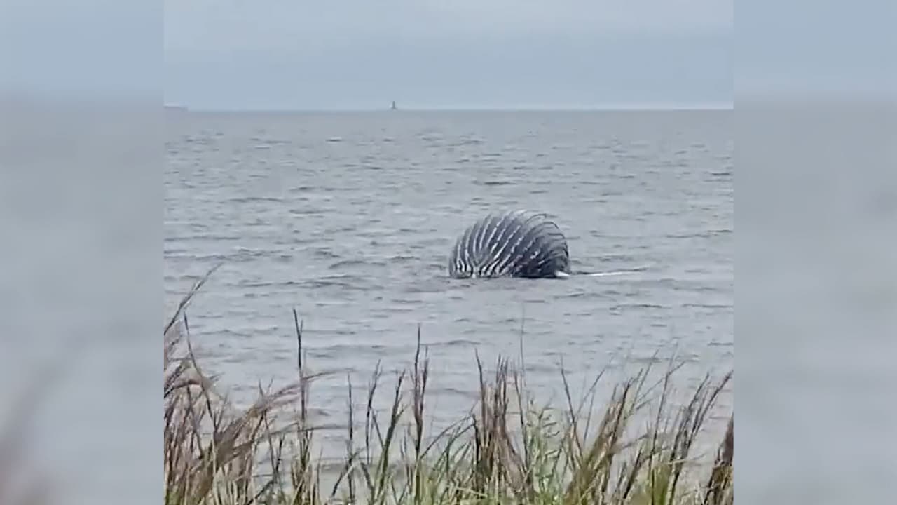 Ballena jorobada aparece en playa de Nueva York: investigan si la muerte fue inducida por algún hombre
