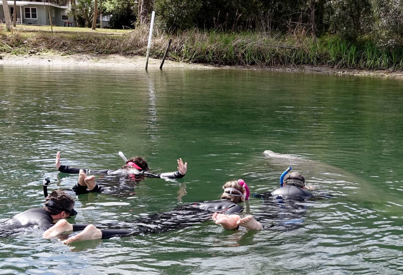 <a href="https://www.discovercrystalriverfl.com/">Citrus County’s Crystal River</a>:
<a href="https://www.timeout.com/miami/travel/natural-springs-near-miami" target="_blank">de acuerdo con TimeOut</a>, los manantiales que salpican el condado rural de Crystal, en la costa del Golfo al norte de Tampa, se convierten en una auténtica fiesta de manatíes en invierno. Pero también merece la pena el viaje en verano, donde Three Sisters y King Spring parecen sacados de un sueño cerúleo.