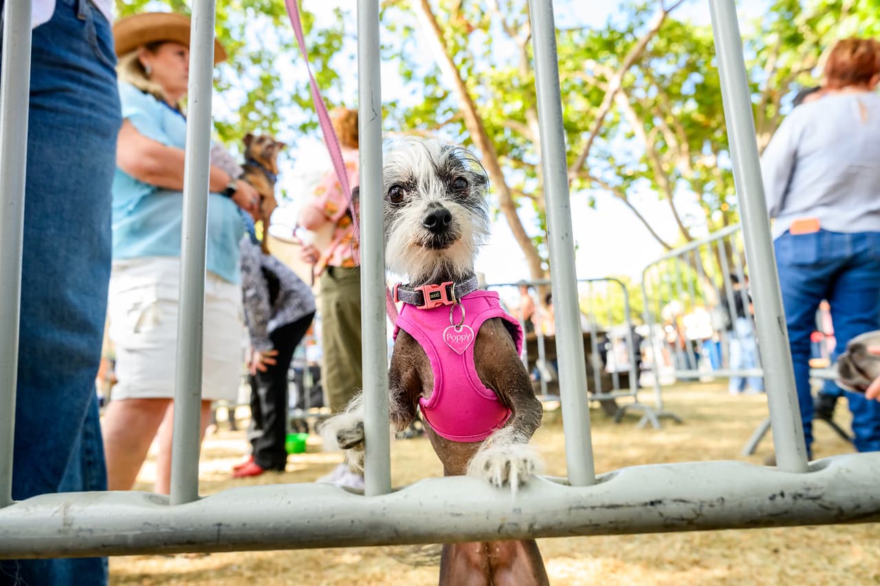 Poppy, una perra crestada china de 7 años, se prepara para competir en el certanen del perro más feo del mundo.