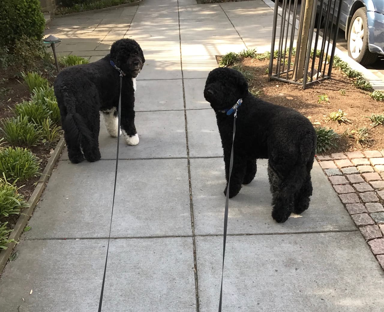 En el primer día de la primavera de 2017, Michelle Obama decidió enviar un mensaje esperanzador y positivo a todos sus seguidores retratando a sus dos mascotas, Bo y Sunny, sus compañeros infaltables desde que ella y su marido estaban en la Casa Blanca. Aunque la intención de la ex primera dama era invitar a que la gente saliera a disfrutar el primer día de calor del año, sus seguidores no pudieron resistir la idea de volver a ver a las dos mascotas que tanto marcaron la estancia de los Obama en el poder. Con más de 57,000 likes la fotografía abrió una conversación que parecía tener un mensaje recurrente: "¿podrías por favor volver a tu rol de primera dama? ¡Te extrañamos!".