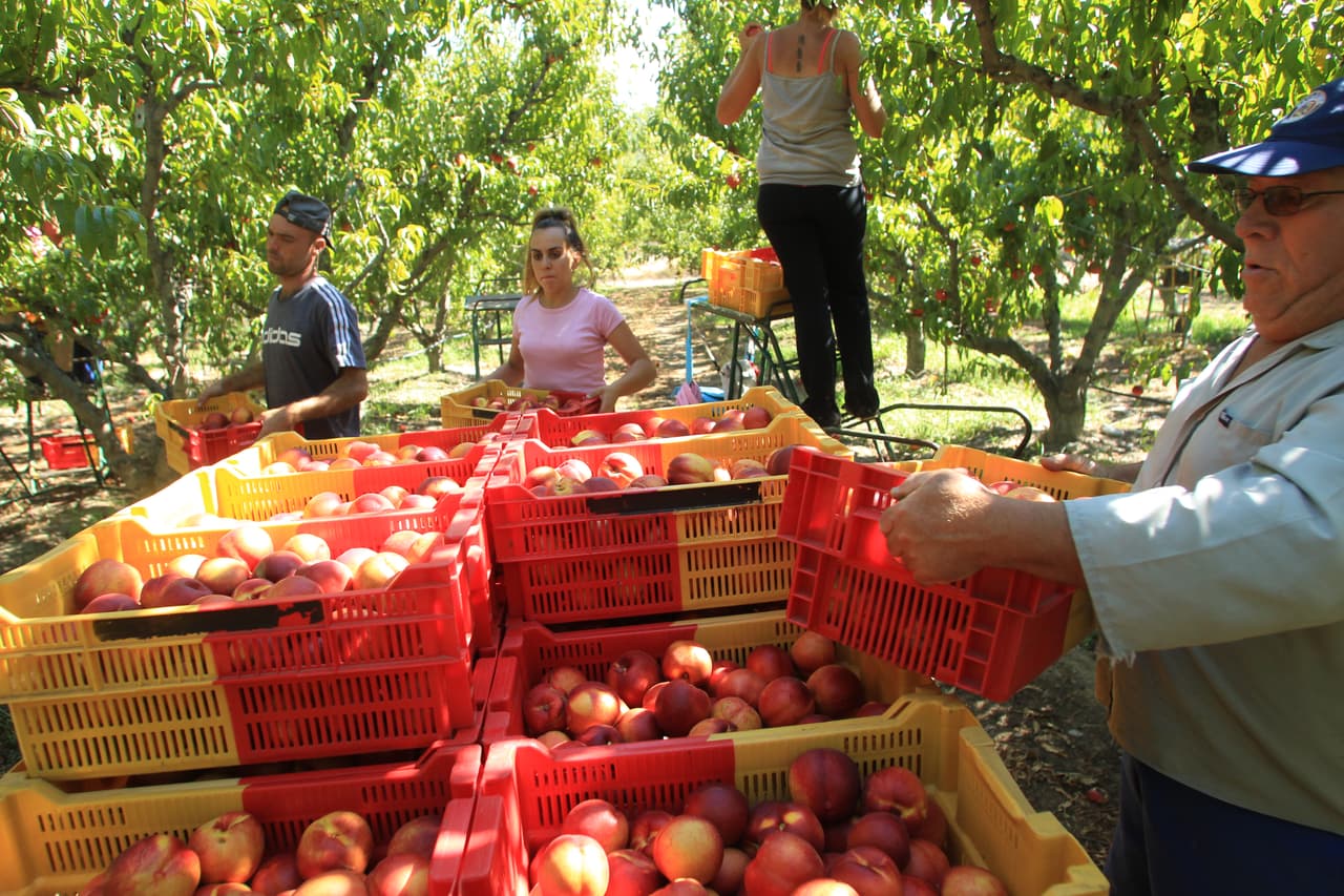 <b>Sandy Ridge Peach Farm:</b> Ubicada en el área de Sandhills, esta granja abrió sus puertas en 1938. Ofrecen 33 variedades de duraznos. Dirección: 255 NC-211, Eagle Springs, NC 27242.