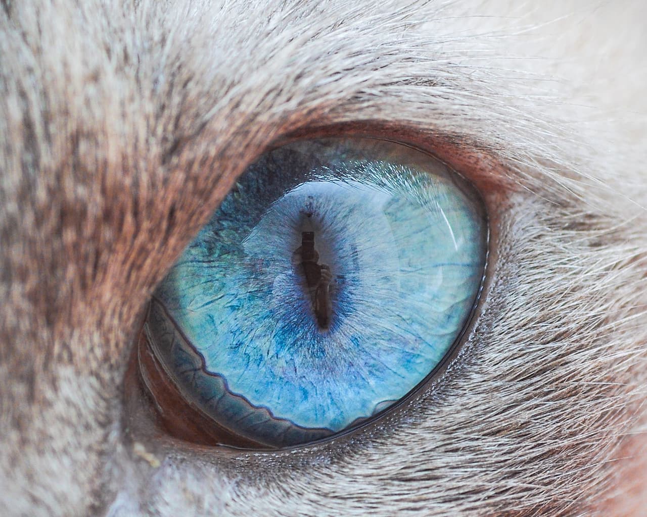 Un retratista usó un lente macro para capturar la misteriosa belleza de los ojos de felinos.