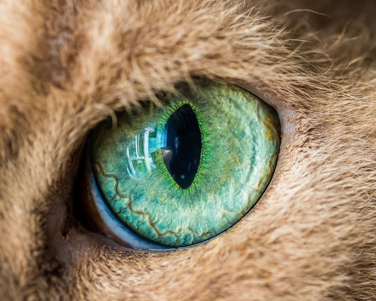 Imprimió en cada fotografía el poder y la atracción de los ojos de gatos.