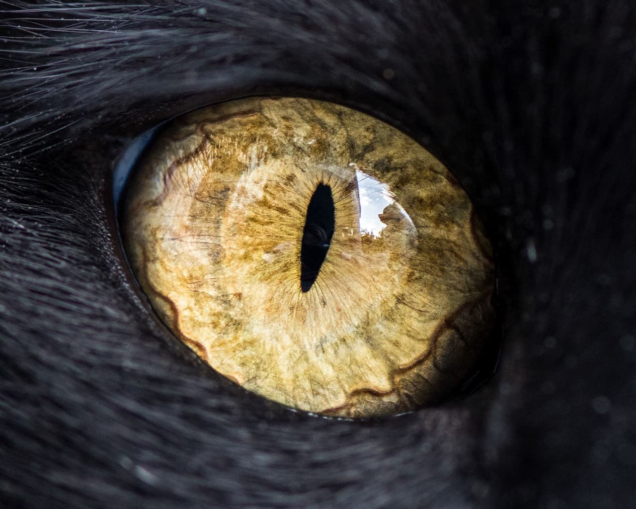 Su objetivo era capturar a detalle la mirada de los gatos.