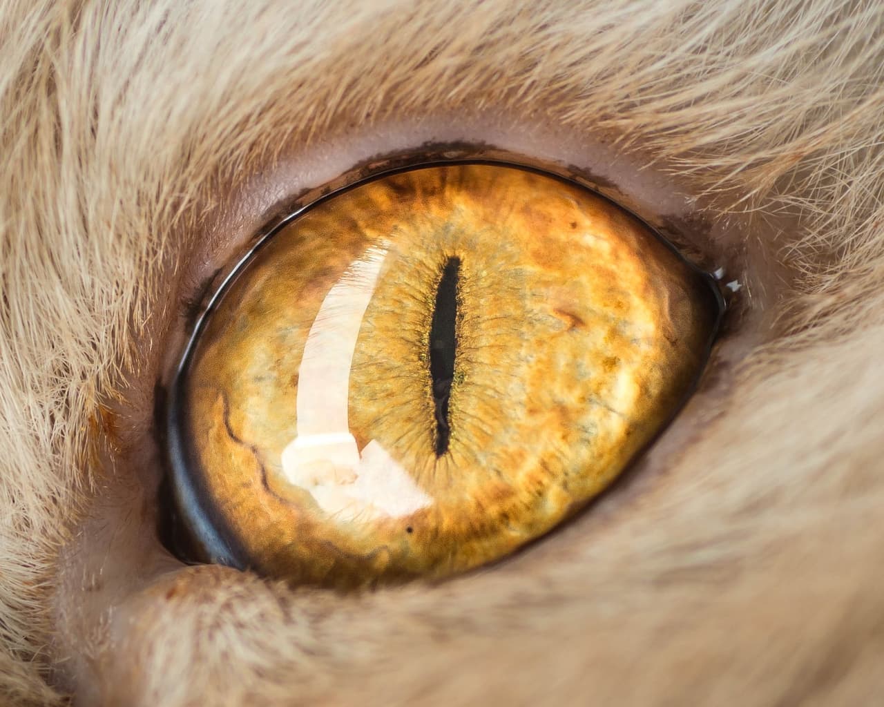 El fotógrafo capturó lo que él llama “la belleza, el colorido cosmos de los ojos de los felinos”.
