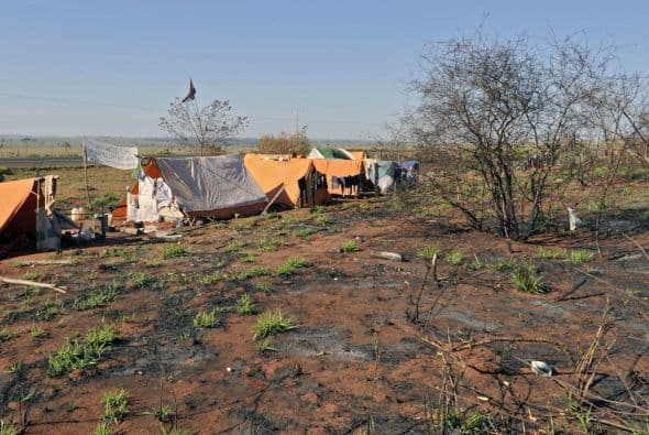 En represalia contra los productores en falta, fueron destruidas 86 hectáreas de plantaciones de transgénicos. Es poco, ya que se estima que el área plantada con maíz genéticamente modificado en Paraguay es de 100 mil.