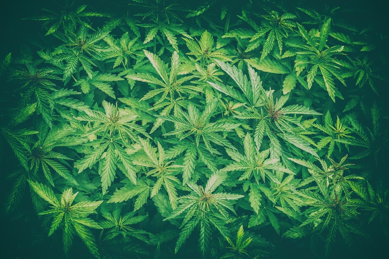 La marihuana también necesita enormes cantidades de luz para crecer.