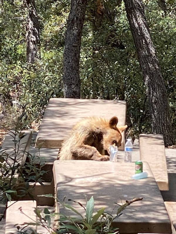 ¿A A quién puedo llamar se me enfrento? Puede llamar al 911 o al Departamento de Pesca y Vida Silvestre de Arizona al (623) 236-7201.
<br>