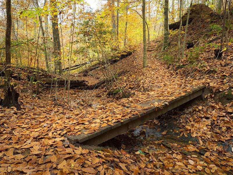 <b>Company Mill Trail (2100 N Harrison Ave, Cary)</b>. Company Mill Trail comienza con un tramo de una milla hasta Crabtree Creek y el sitio de Company Mill. Después de cruzar el puente se conecta al bucle. Las áreas escénicas a lo largo del sendero incluyen las orillas de Crabtree y Sycamore Creek. Se pueden encontrar señales de un molino adicional, Lynn Mill, a lo largo de Sycamore Creek.