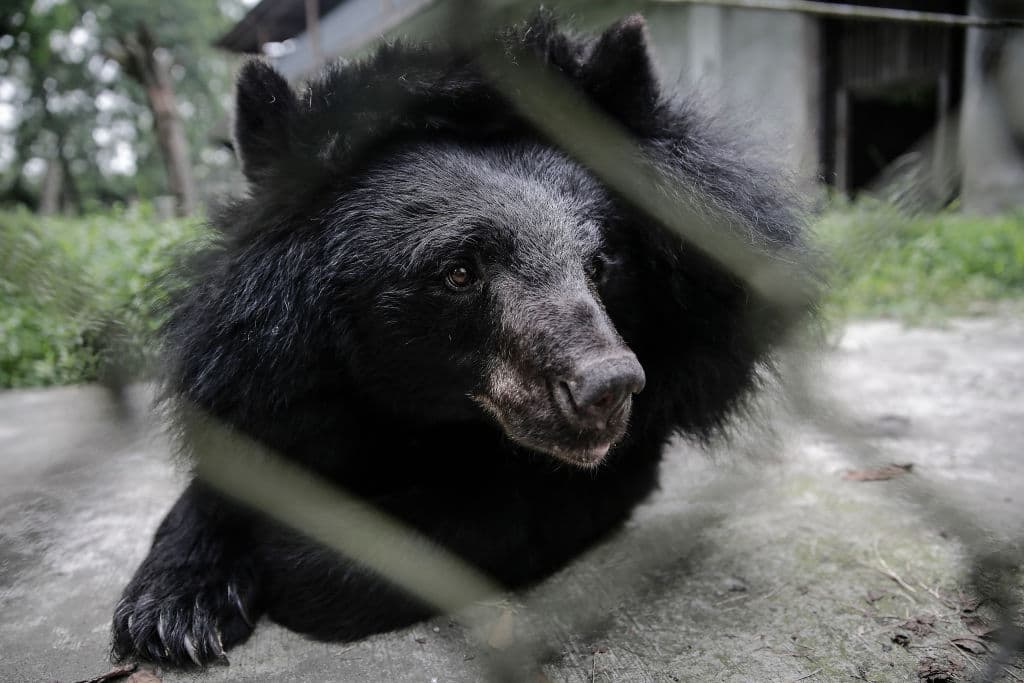 Abren temporada de caza del oso negro en Nueva Jersey: 5 normas que debes cumplir